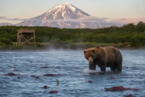 How to Stay Safe Around Brown Bears in Kamchatka: Key Rules