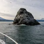 Starichkov Island: Seabird Cliffs and Boat Trips from the City 6